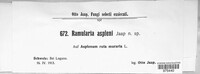Ramularia asplenii image